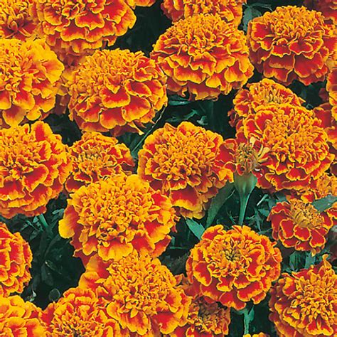 Johnsons French Marigold Honeycomb Flower Seeds | Wilko