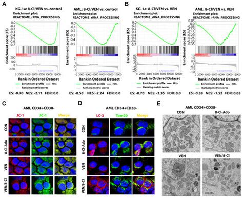 Synergy of Venetoclax and 8-Chloro-Adenosine in AML: The Interplay of ...