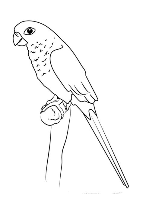 Image result for Parrot Drawing Printable