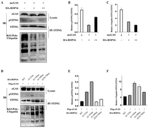 ROP16 of Toxoplasma gondii Inhibits Innate Immunity by Triggering cGAS ...