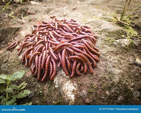 Swarms of Millipedes Insect on Ground Stock Photo - Image of brown, gonopods: 191721960