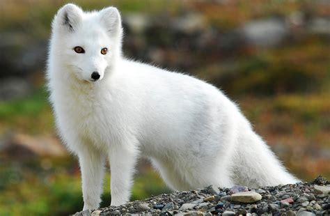 Ultima Thule: The gorgeous Arctic Fox, celebrated as 'Mikkl' by ...