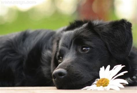 做梦梦见黑色的狗是什么意思 如何面对梦中出现的黑色狗 - 美欧网