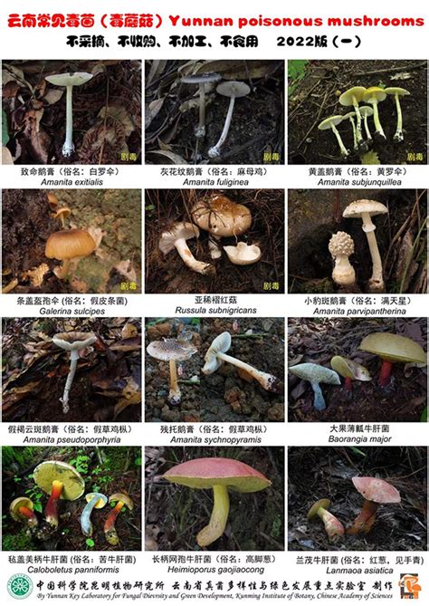 常见菌菇分类 - 知乎