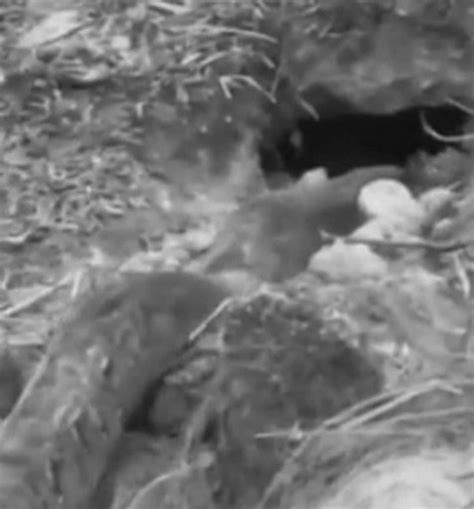 Image result for Python Eats Duck