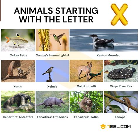 Animals That Start With X in English (With Pictures & Simple ...