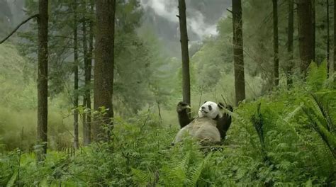 缩短与野生动物的距离，就靠高分自然纪录片 | 荐片（附链接） - 铭基金