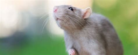 一窝小老鼠,小老鼠,小老鼠卡通_大山谷图库