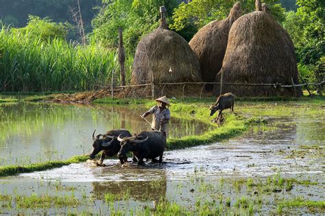 Water buffalo: Fascinating facts about the national animal of Vietnam - Vietnam Travel Online
