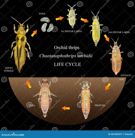 Orchid or Anthurium Thrips. Life Cycle Stock Image - Image of black ...