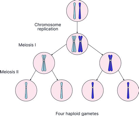 Meiosis - AQA GCSE Biology
