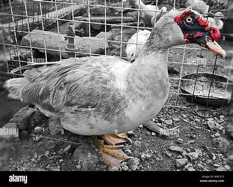 Duck cage hi-res stock photography and images - Alamy