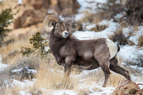Colorado Venomous Animals