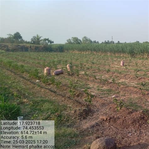 Accops Brings Green Gifts to Diwali: A Tree Plantation Initiative in ...