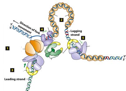 Image result for DNA Replication Notes