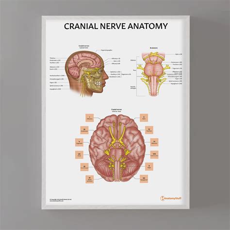 Cranial Nerve Anatomy Chart/Poster Laminated | AnatomyStuff