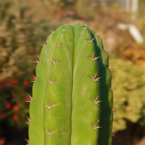 Shop 'San Pedro Cactus - Echinopsis pachanoi' Care and Growing Guide ...