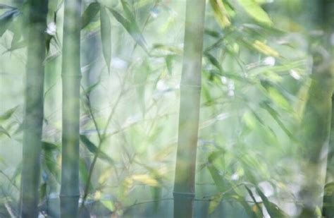 竹身形挺直，宁折不弯；是曰正直竹虽有竹节… - 堆糖，美图壁纸兴趣社区