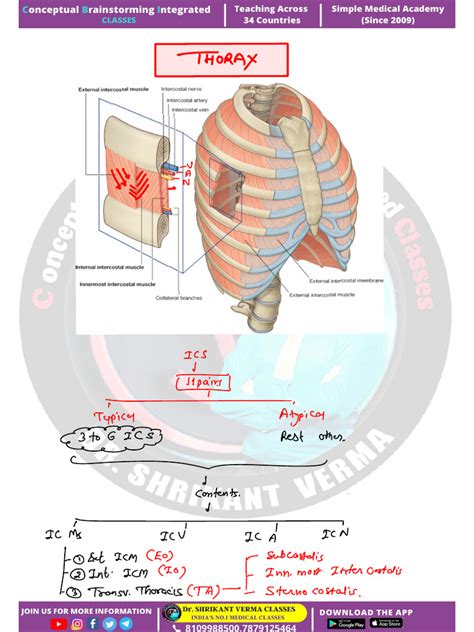 Thorax Function 的图像结果