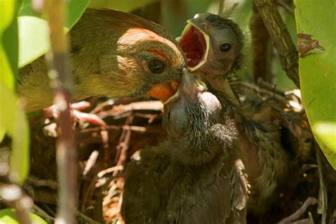 Baby Cardinals: Everything You Need to Know