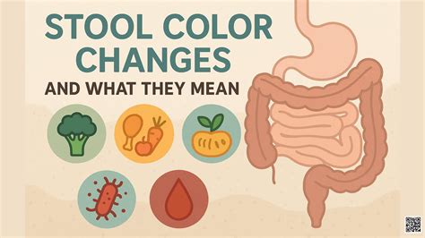 Stool Color Changes and What They Mean - Dr Gina Sam MD