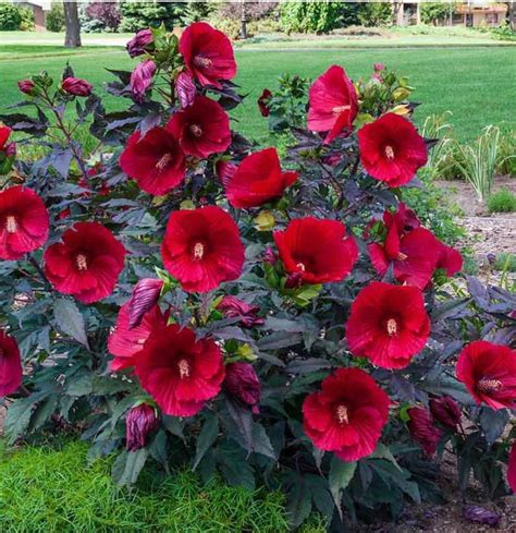 Amazon.com : Live Plant - Midnight Marvel Hardy Hibiscus-Small Rooted ...