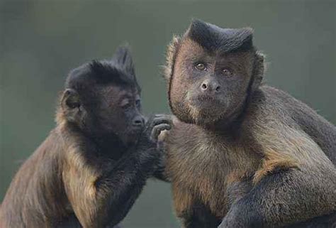 猴子长了一张国字脸，人称移动表情包，其实是动物园里的小寿星！|黑帽|国字脸|猴儿_新浪新闻
