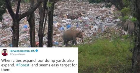 प्लास्टिक के कचरे में भोजन तलाशते हाथी की ये तस्वीर बताती है कि धरती को ...