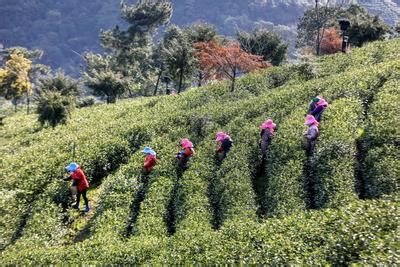 浙江安吉：安吉白茶开采-人民图片网