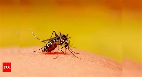 After COVID-19, mysterious Cat Que Virus from China could spell danger ...