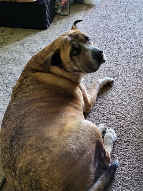 My chunky lil' bastard, Mocha : r/PipkinPippa