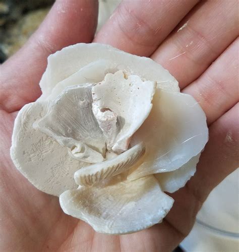 Seashell Flower Tutorial 的图像结果