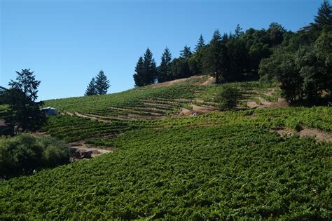 David Bruce Winery Discover Santa Cruz Mountains Wineries