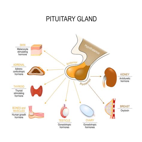 Pituitary Gland Disorders In Females
