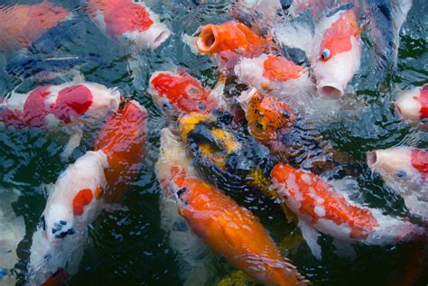 How Long Do Koi Live