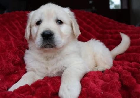 Wunderschöne reinrassige Golden Retriever Welpen AKC registriert in ...