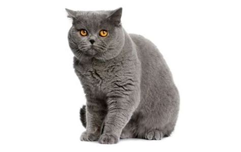 british shorthair x ragdoll