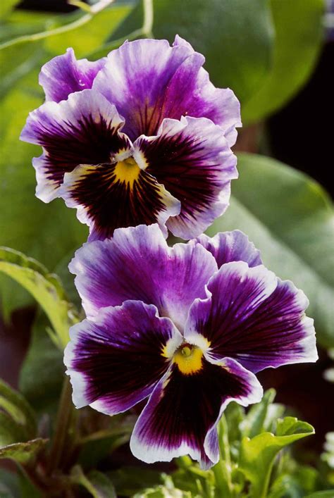 What Are Pansy Flowers at Evelyn Turner blog