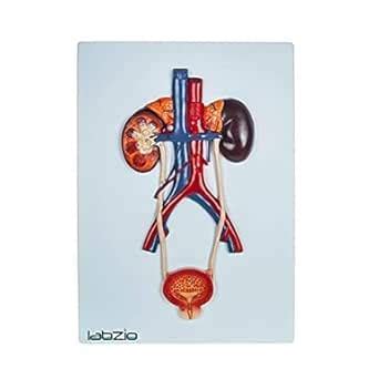 Anatomical Urinary System 3D Relief Model, Model On Base, Showing ...