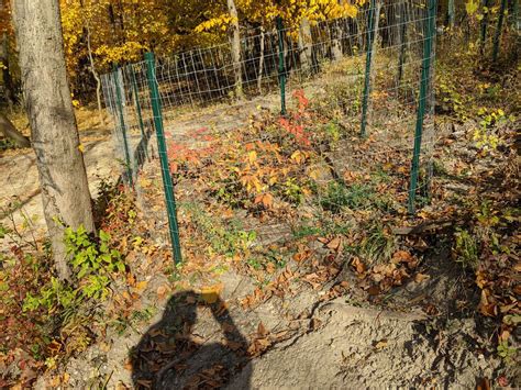 The mystery of the disturbed fencing at LaBagh Woods and Forest Glen ...