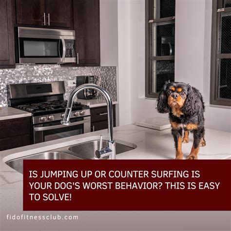What Prevents Puppies From Counter Surfing
