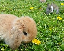 Image result for Really Cute Holland Lop Baby Bunnies