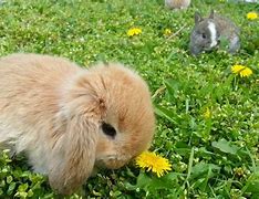 Image result for Dwarf Lop Gray