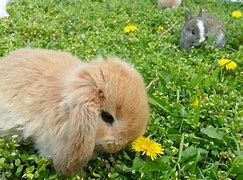 Image result for Mini Lop Bunny Size
