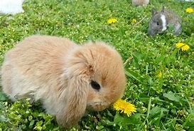 Image result for Holland Lop Bunny
