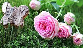 Image result for White Bunnies with Pink Flower Pictures