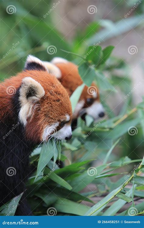Image result for Red Panda vs Firefox