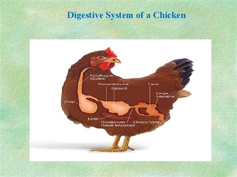 Image result for Chicken Digestive Machanism System