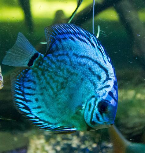 Image result for Blue Discus Fish