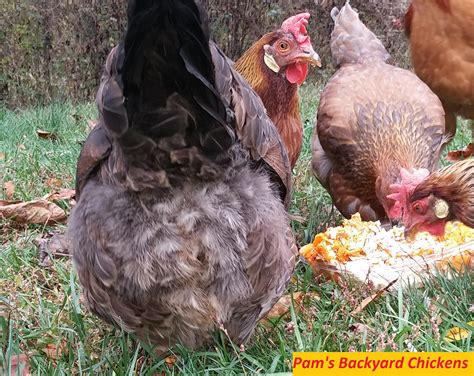 Is Feeding Chickens Scraps from the Kitchen Safe? - Backyard Poultry